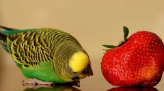 Мога ли да дам папагала да ядат ягоди